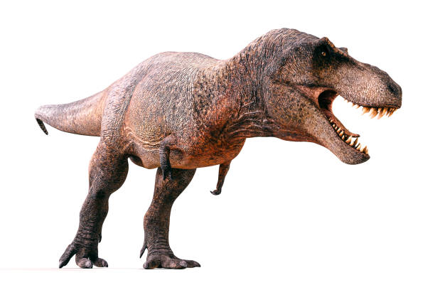 istock 3d Tyrannosaurus rex render on white background 1055145282