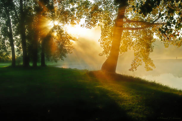 istock Sunup in Cottonwood Trees at Daybreak 1055149116