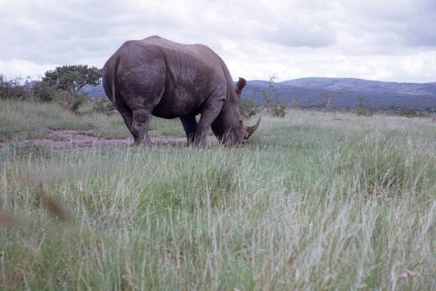 istock Rhino in the Kruger National Park 1055149830