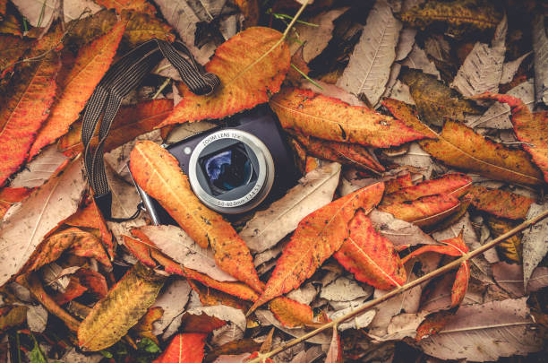 istock Photo camera and leaves 1055151212