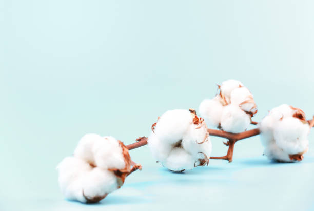 istock Cotton flower branch on empty blue background. 1055158328