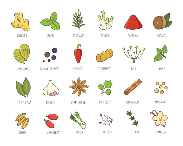 illustrazioni stock, clip art, cartoni animati e icone di tendenza di set vettoriale di spezie culinarie ed erbe per il tuo menu o design della cucina. collezione condimenti, zenzero, basilico, paprika, peperoncino, aglio in stile lineare. - nutmeg india spice nut