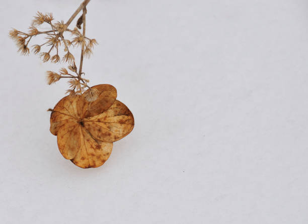 istock Dried Flower in Snow 1055161194
