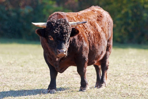 istock bull of the breed Dexter cattle 1055161658