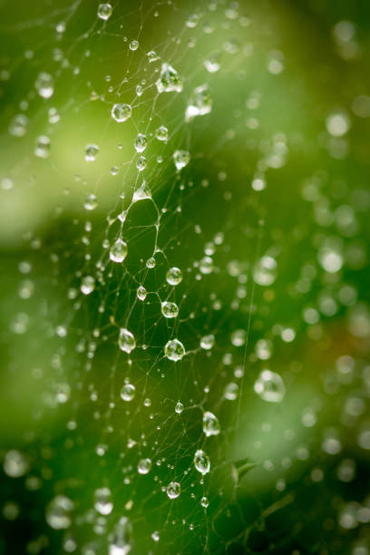 istock Close up spider web decorated by rain drops with blurred colorful green background 1055161772
