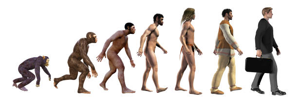 evoluzione umana, dalla scimmia al moderno uomo d'affari, illustrazione 3d - neanderthal foto e immagini stock
