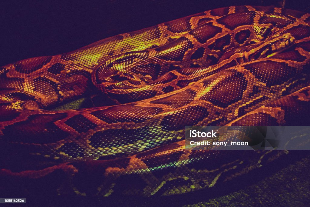 Tiger Pyton Tiger Python Close Up Dark Tone Image Stock Photo - Download Image Now ...