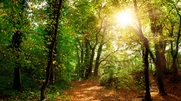 istock Beautiful forest in autumn 1055165572