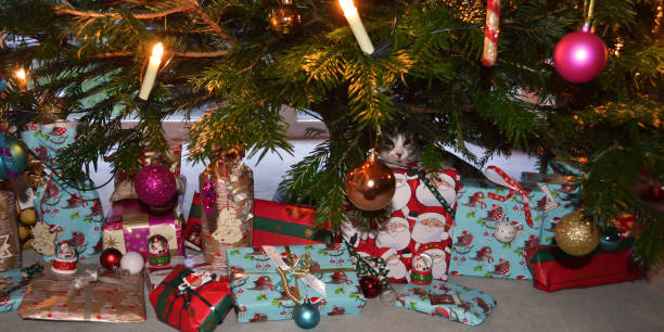 istock Young cat looking through between the branches of a decorated Christmas tree, where presents are lying. 1055169250