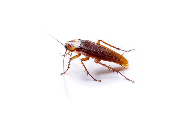 The side view cockroach Thailand isolated on white background, copy space. The side view cockroach Thailand isolated on white background, copy space. cockroach photos stock pictures, royalty-free photos & images