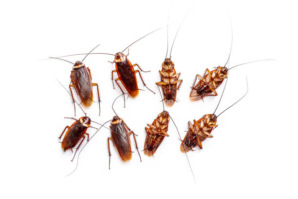 200+ Cockroach Swarm Of Insects Isolated Insecticide Stock Photos ...