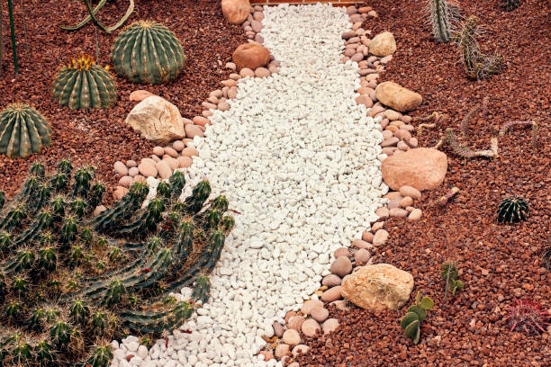 istock white pebbles path in decorative  desert cactus garden 1055170530