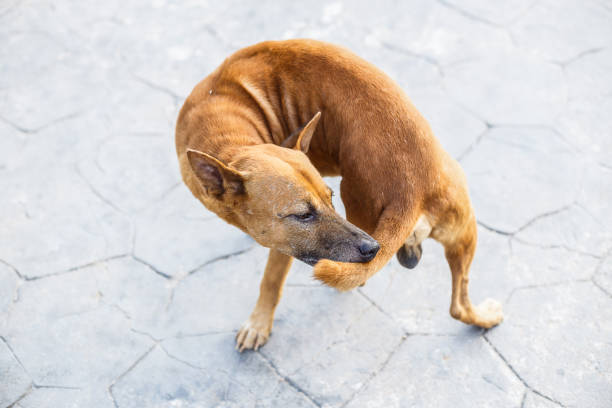 un perro callejero muerde cola y deje en la calle de asfalto. - dog bite fotografías e imágenes de stock