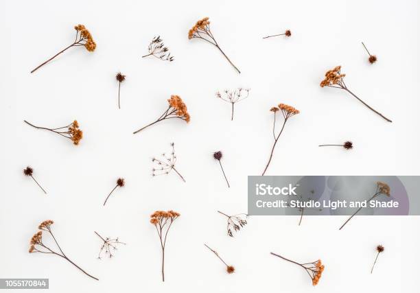 Los Cardos Secos Y Plantas Sombrilla De Lona Blanca Foto de stock y más banco de imágenes de Flor