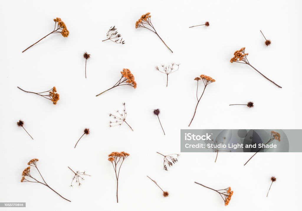 Dry thistles and umbrella plants on white canvas Dry thistles and umbrella plants on white canvas background. Autumn herbs. Flower Stock Photo