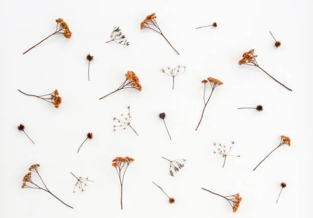 Photo of Dry thistles and umbrella plants on white canvas