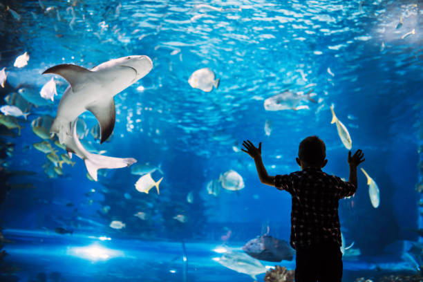 garçon sérieux à la recherche dans l’aquarium avec des poissons tropicaux - zoo photos et images de collection