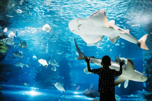 Photo of Silhouette of a boy looking at fish in the aquarium.