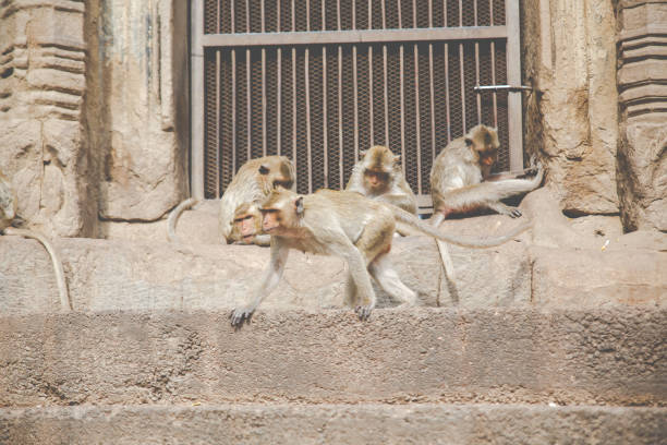 Barbary macaque family resting on a sunlit wall in Gibraltar, nurturing their newborn baby and enjoying the warmth of the day while bonding in their natural habitat