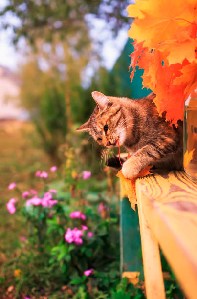 istock striped cat in the autumn garden on a bench playing with a bright red maple leaf 1055175644