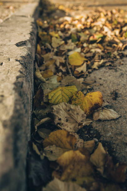 istock Autumn leaves in the park with blurred background 1055176858