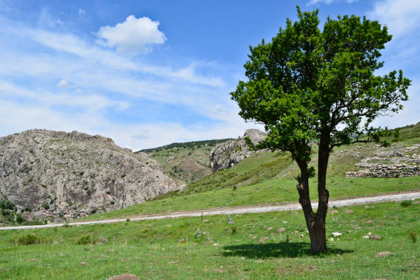 Alone tree on the stony hattusa landscape
