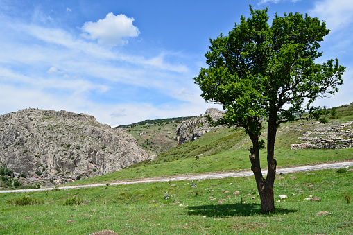 Alone tree on the stony hattusa landscape