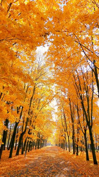 lebendige allée des goldenen ahornbäume im herbst campus der universität moskau - vibrant color tree day autumn stock-fotos und bilder