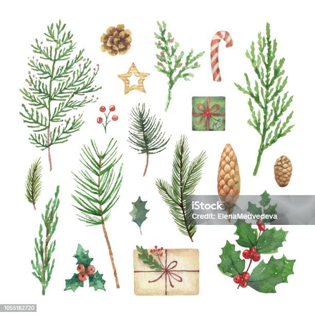 Watercolor Vector Christmas Set With Evergreen Coniferous Tree Branches Berries And Leaves Stock Illustration - Download Image Now