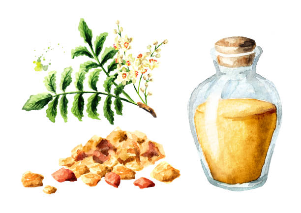 ilustrações de stock, clip art, desenhos animados e ícones de a bottle of frankincense essential oil with frankincense resin and boswellia leafes and flowers set. watercolor hand drawn illustration,  isolated on white background - leafes