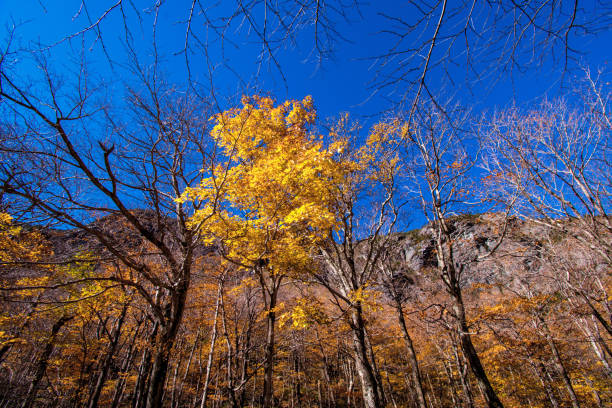 vista panorámica de una escena de otoño en las montañas de vermont cerca de stowe - adirondack mountains fotografías e imágenes de stock