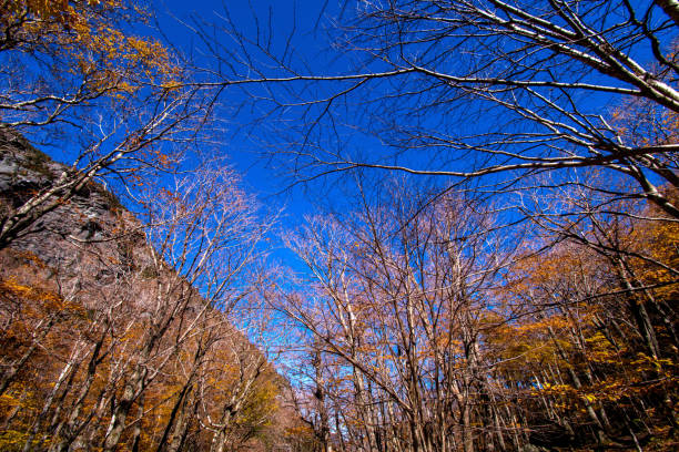 vista panorámica de una escena de otoño en las montañas de vermont cerca de stowe - adirondack mountains fotografías e imágenes de stock