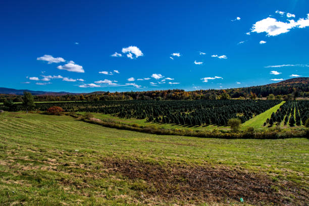 istock Christmas tree nursery in Vermont 1055185864