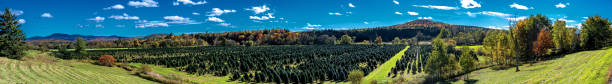 istock Panoramic view of a Christmas tree nursery 1055185866