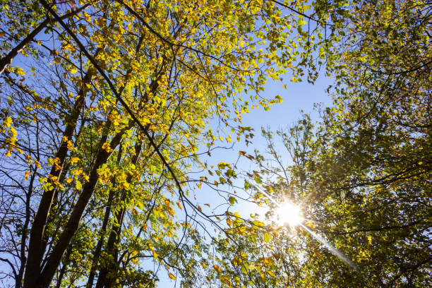 istock sunbeams through indian summer forest trees leaves 1055188758