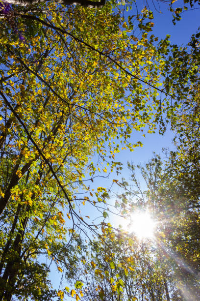 istock sunbeams through indian summer forest trees leaves 1055188940