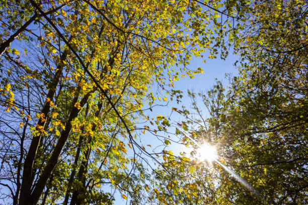 istock sunbeams through indian summer forest trees leaves 1055188972