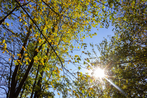 istock sunbeams through indian summer forest trees leaves 1055189048