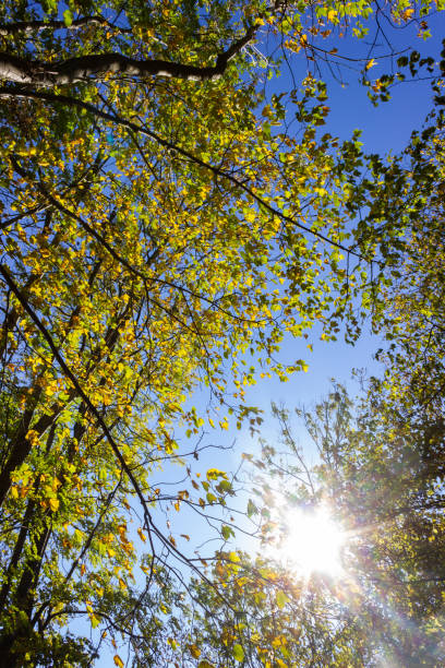 istock sunbeams through indian summer forest trees leaves 1055189068