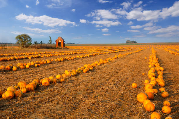Photo on pumpkin patch with freshly picked pumpkins.