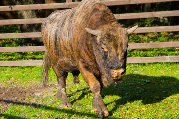 Endangered European bison on a nature reserve in Romania