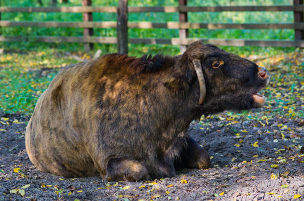Zubron - hybrid of bison and cow, Poland