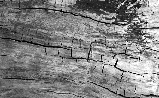 Old log cut macro in black and white. Abstract background and texture for design.