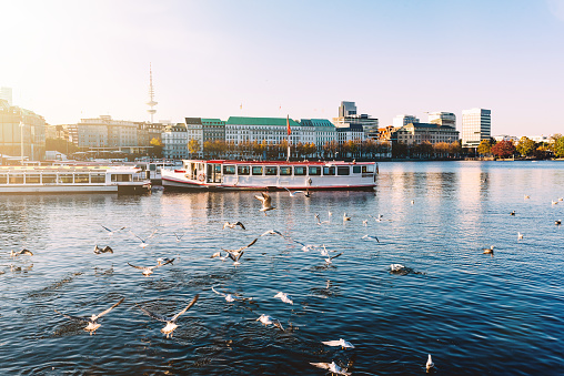 seagulls and passenger crafts on Alster Lake in Hamburg, Germany on sunny day