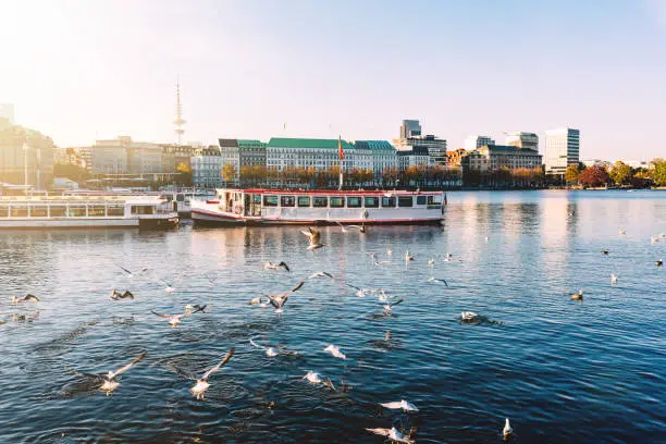 seagulls and passenger crafts on Alster Lake in Hamburg, Germany on sunny day in autumn