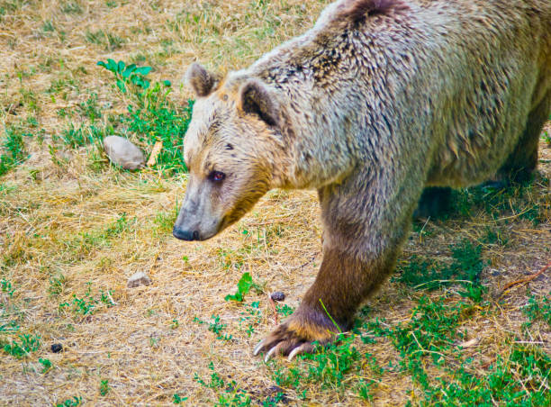 Lone brown bear strolls in the mountains looking for food