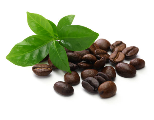 istock scattered roasted coffee beans and leaves on white  background 1055197844