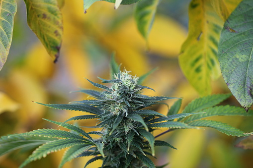 blooming autumn plant medical marijuana cannabis hemp