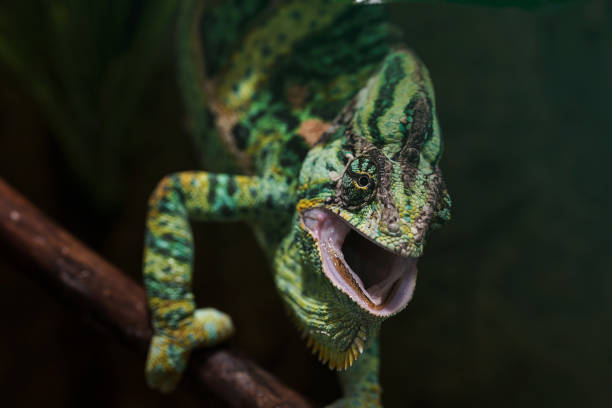 istock Aggressive Male Veiled Chameleon in terrarium 1055200168