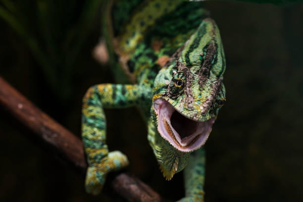 istock Aggressive Male Veiled Chameleon in terrarium 1055200180